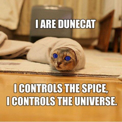 dune-cat2zxiz.jpg